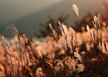 Doa Rasulullah Saat Keluar Rumah