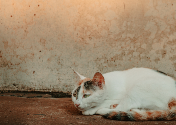 Doa Rasulullah Saat Keluar Rumah