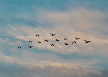 Perdebatan Seorang Murtad Di Hadapan Sultan Sulaiman Al-Qanuni