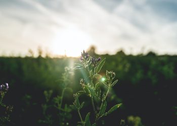 Doa Rasulullah di Pagi dan Sore Hari