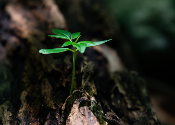 Kebesaran dan Keikhlasan Hati Khalid bin Walid