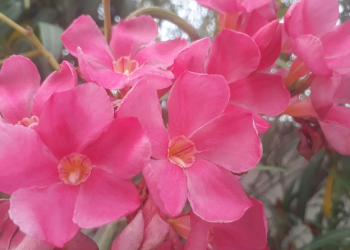 Bahkan Tumbuhan Diciptakan Berpasang-pasangan: Jantan dan Betina