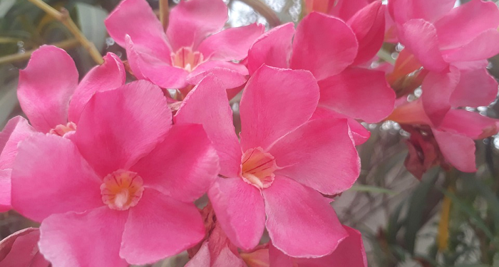 Bahkan Tumbuhan Diciptakan Berpasang-pasangan: Jantan dan Betina