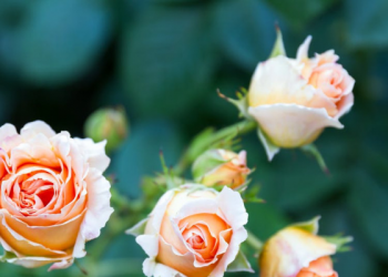 Peperangan Besar dan Penaklukan Konstantinopel