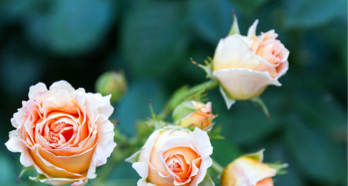 Peperangan Besar dan Penaklukan Konstantinopel