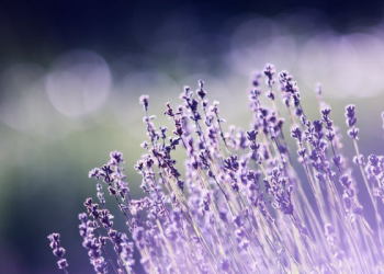 Tips Memilih Pemimpin Sesuai Quran dan Hadits