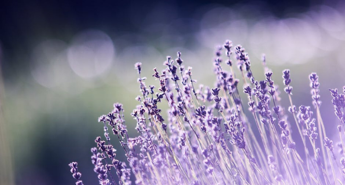 Tips Memilih Pemimpin Sesuai Quran dan Hadits