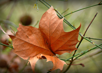 Wajib Diketahui Para Istri, Inilah Alasan Hawa Diciptakan untuk Adam
