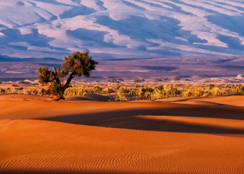 Umair bin Wahb, Setan Quraisy yang Menjadi Pejuang Islam