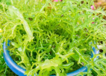 Barang Bekas ini Bisa Jadi Perabotan Rumah