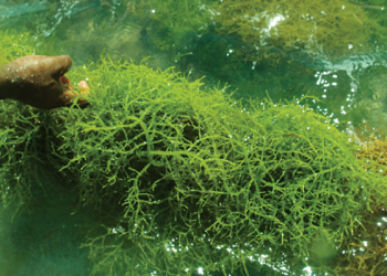 Barang Bekas ini Bisa Jadi Perabotan Rumah