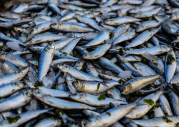 Menu Sehat, Pepes Ikan Tongkol dan Tahu