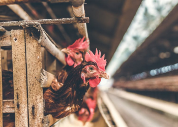 Berbagai Bentuk Kandang Hewan Peliharaan