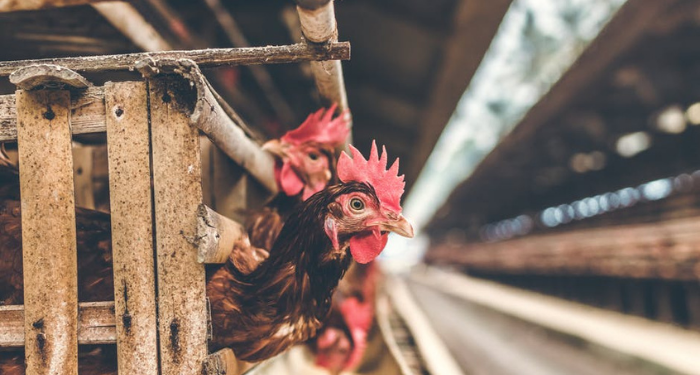 Berbagai Bentuk Kandang Hewan Peliharaan