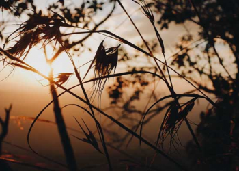 Detik Terakhir Kehidupan Rasulullah, Kalimat Ummati Ummati Ummati Terucap