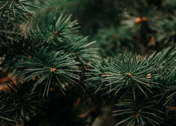 Peneliti: Pohon Cemara Sebabkan Alergi