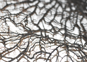 Masa Kecil Zaid bin Haritsah