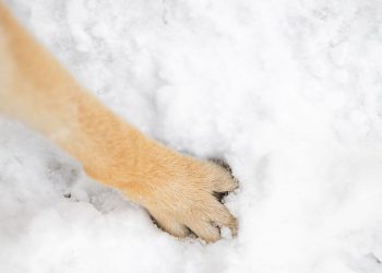 Memelihara Anjing Bisa Mengurangi Pahala?