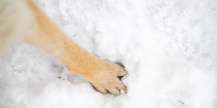 Memelihara Anjing Bisa Mengurangi Pahala?