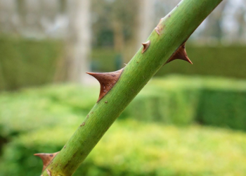 Hakikat Taqwa Bagai Berjalan di Jalanan Penuh Duri
