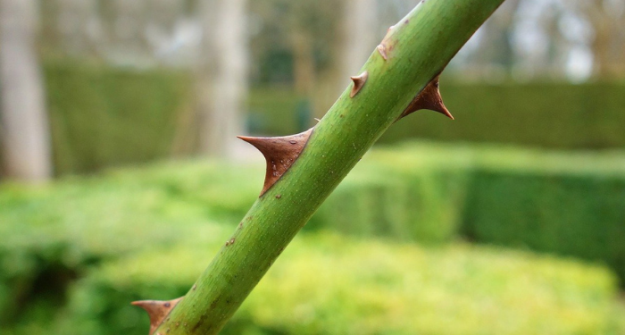 Hakikat Taqwa Bagai Berjalan di Jalanan Penuh Duri