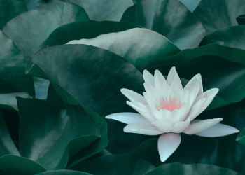 Masker Bawang Putih Bantu Usir Komedo di Wajahmu