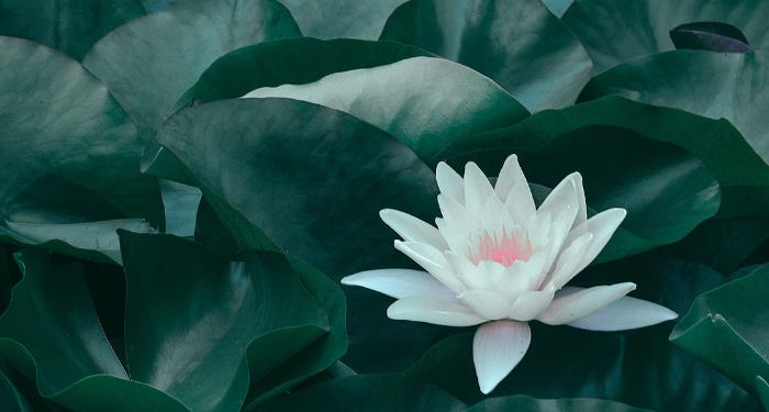 Masker Bawang Putih Bantu Usir Komedo di Wajahmu