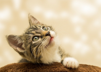 Pertolongan Allah karena Memberi Makan Kucing