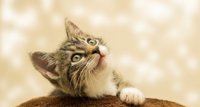 Pertolongan Allah karena Memberi Makan Kucing