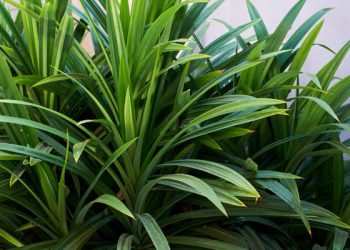 Hilangkan Ketombe dengan Daun Pandan