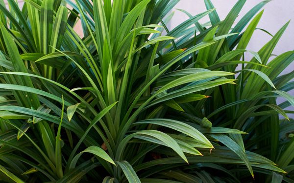 Hilangkan Ketombe dengan Daun Pandan