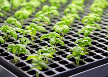 Di Berlin Jerman Ada Kebun Sayur di Dalam Supermarket