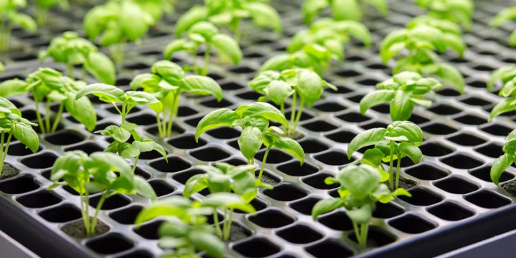 Di Berlin Jerman Ada Kebun Sayur di Dalam Supermarket