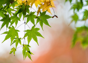 Hadits Arbain 26: Setiap Perbuatan Baik adalah Sedekah