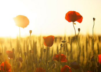 Kepatuhan Abdullah bin Amr Patuh Pada Ayahnya Walau Hati Menolak