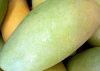 Khasiat Kulit Mangga untuk Kecantikan