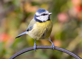 Burungpun Bertengger di Punggung Abdullah bin Zubair