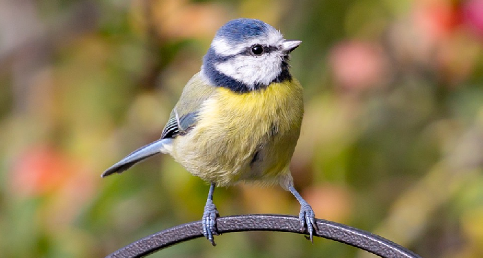 Burungpun Bertengger di Punggung Abdullah bin Zubair