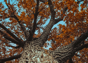 Mengejar Syahid dengan Jihad