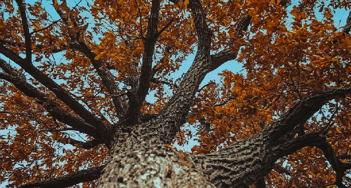 Mengejar Syahid dengan Jihad