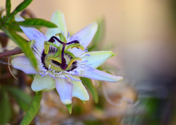 Amru bin Ash Sangat Cerdas dan Penuh Semangat