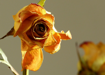 Air Mawar Rontok Jangan Dibuang