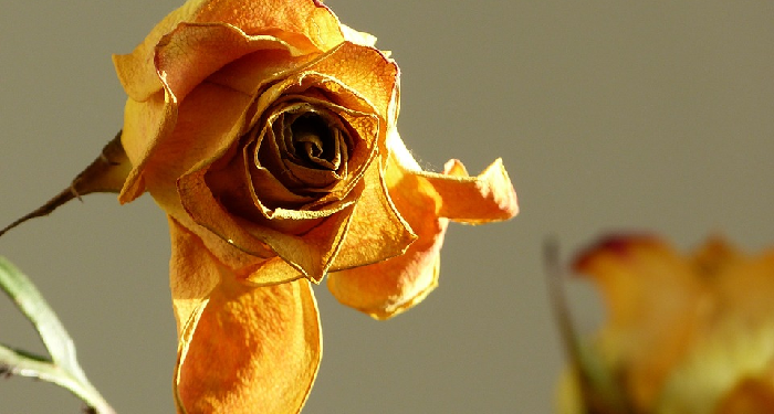 Air Mawar Rontok Jangan Dibuang