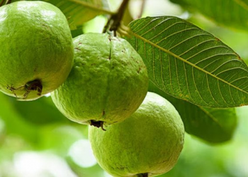 Daun Jambu Biji Berkhasiat untuk Mengatasi Kerontokan Rambut