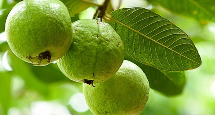 Daun Jambu Biji Berkhasiat untuk Mengatasi Kerontokan Rambut