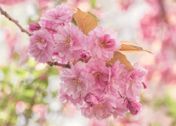 Pembelaan Fatimah Terhadap Rasulullah