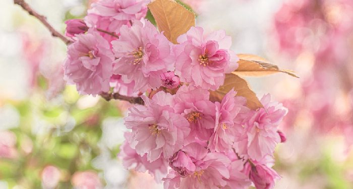 Pembelaan Fatimah Terhadap Rasulullah