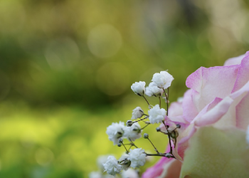 Kisah Salim Maula dari Budak Belian Menjadi Mulia Karena Takwa