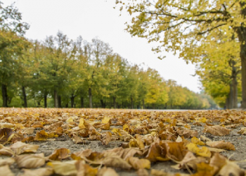 Antara Niat dan Keikhlasan