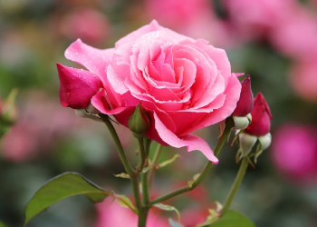 Delapan Penyebab Datangnya Bencana dari Allah